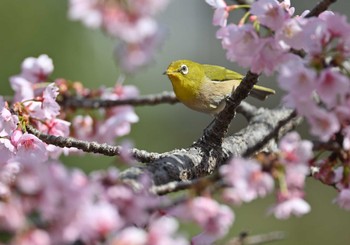 メジロ 薬師池公園 2023年3月11日(土)