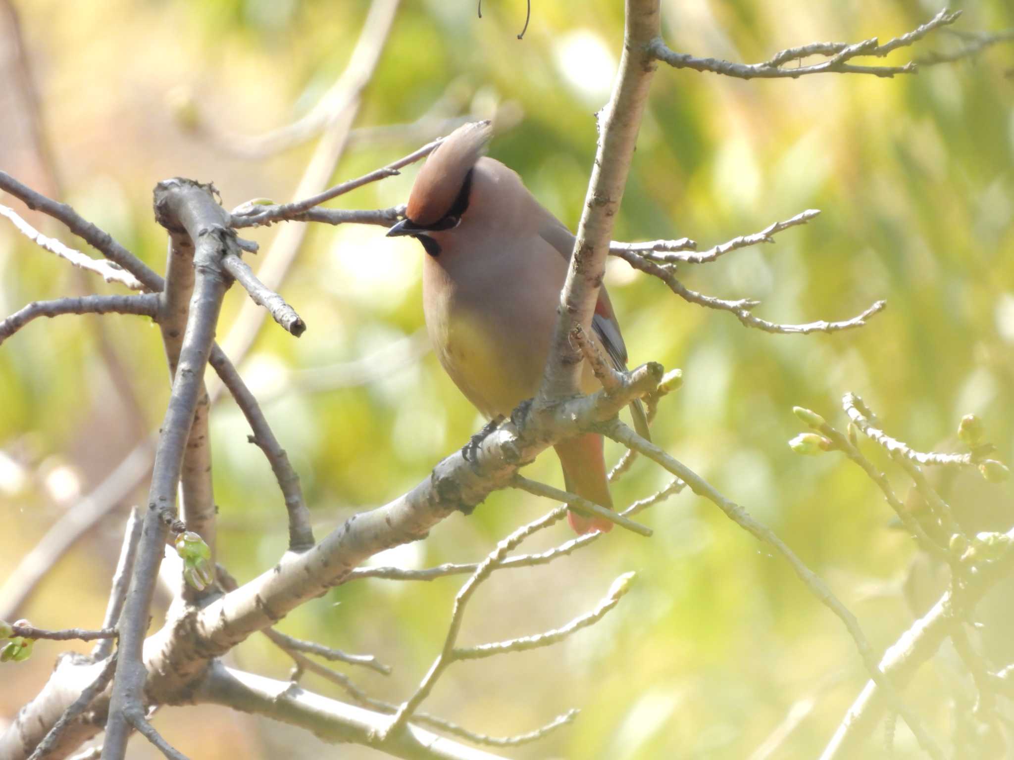 Japanese Waxwing