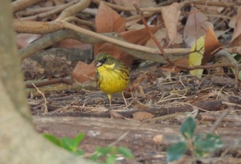 アオジ 葛西臨海公園 2023年3月11日(土)