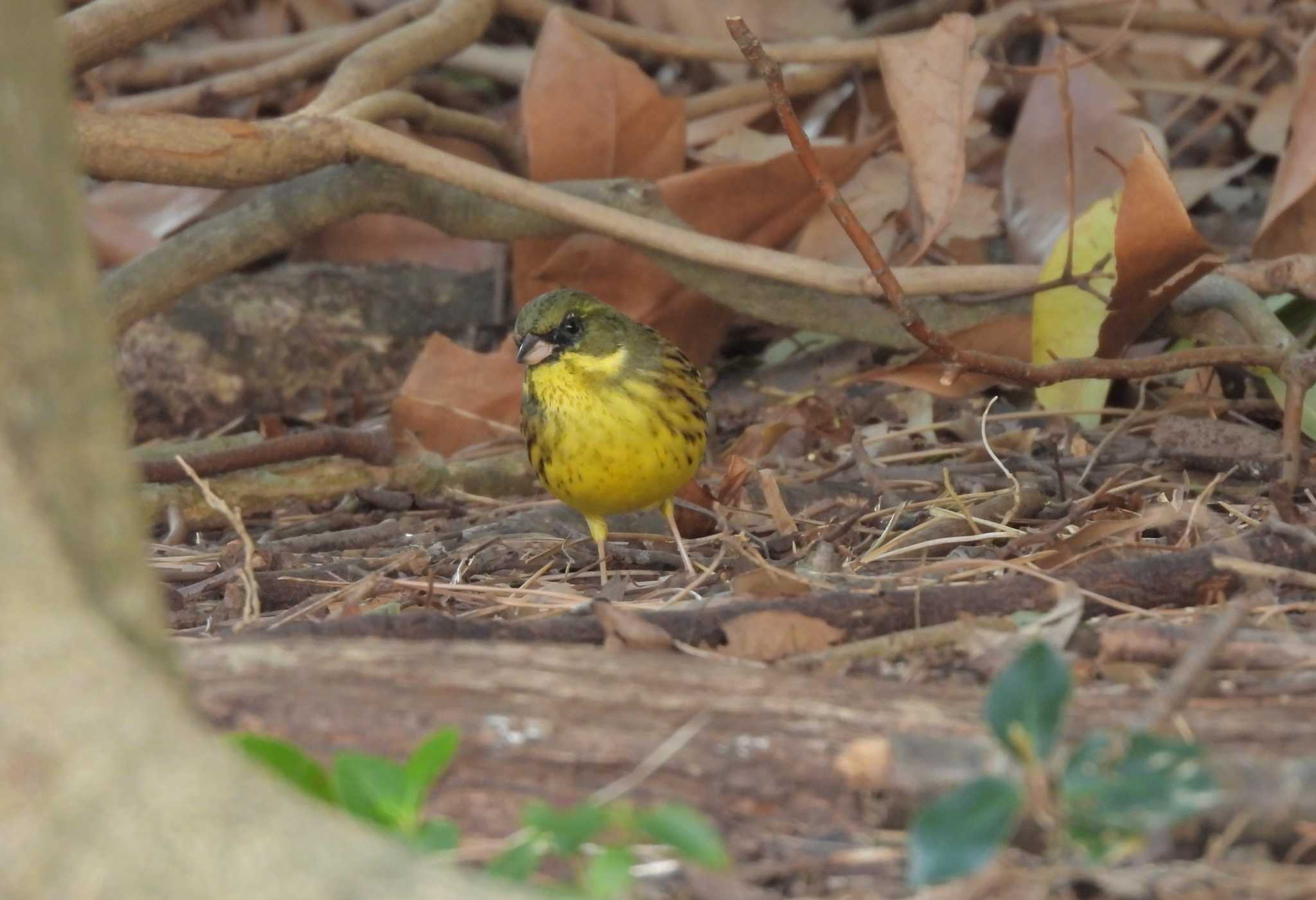 Masked Bunting