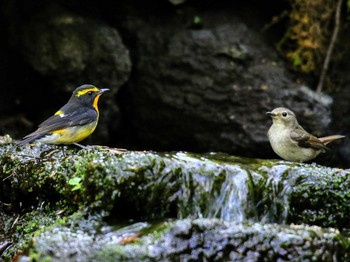 キビタキ 山梨県 2018年5月6日(日)