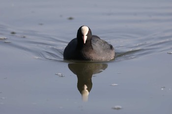 Eurasian Coot Akashi Park Sun, 1/8/2023