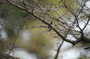 シジュウカラ 滝山城址 2023年3月11日(土)