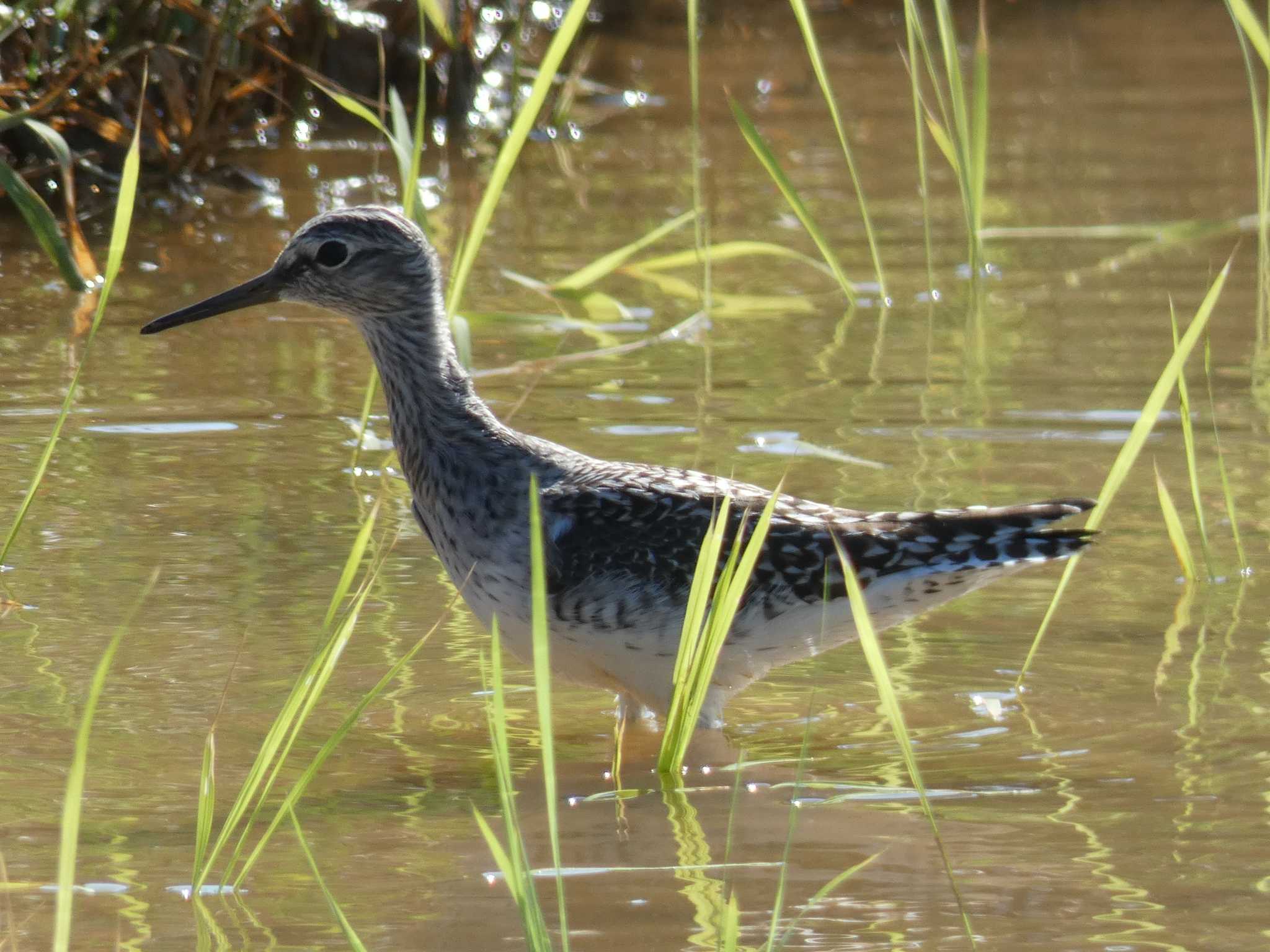 Photo of Wood Sandpiper at Yoron Island by あおこん