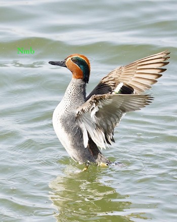 Eurasian Teal Unknown Spots Unknown Date