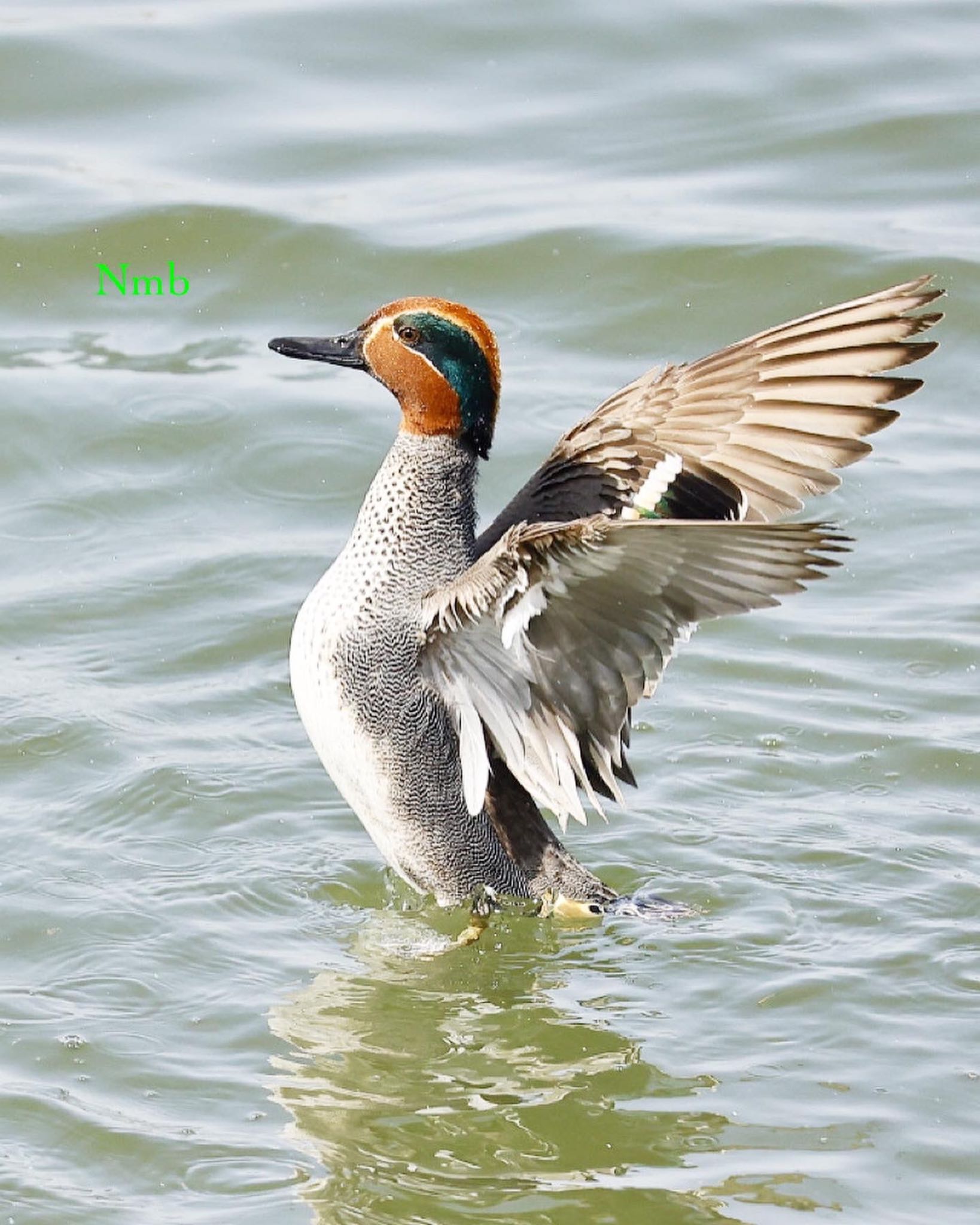 Photo of Eurasian Teal at  by soul.number.358