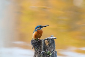 Common Kingfisher 浅井山公園(一宮市) Mon, 11/1/2021