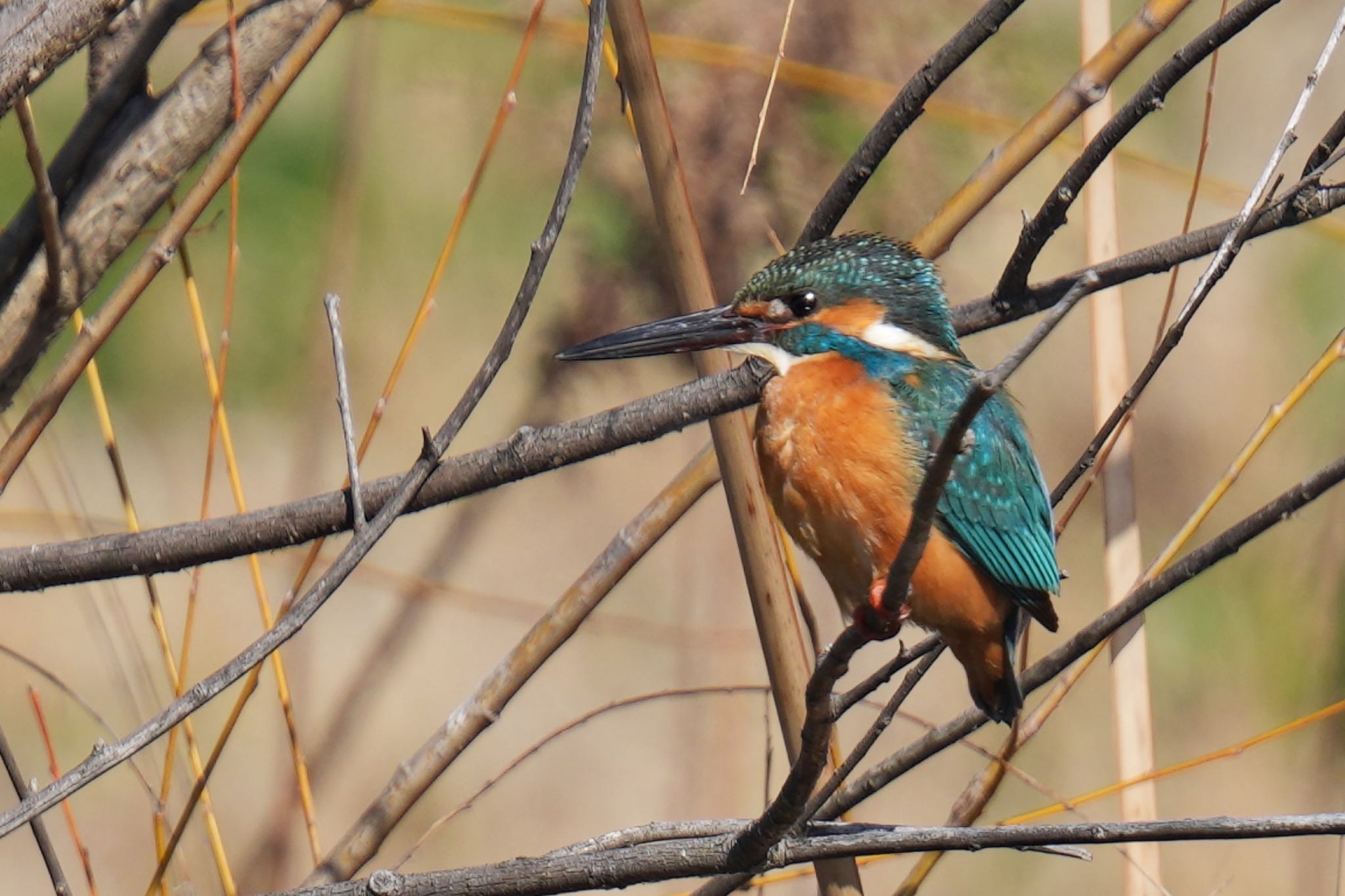 Common Kingfisher