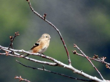 ベニマシコ 蒲生干潟(仙台市) 2023年3月11日(土)