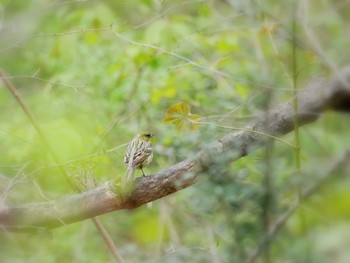 Yellow Bunting 長野市 Sun, 5/6/2018