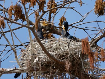 Great Cormorant Inokashira Park Unknown Date