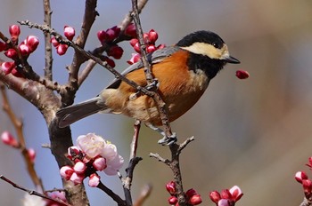 2023年3月11日(土) 千里南公園の野鳥観察記録