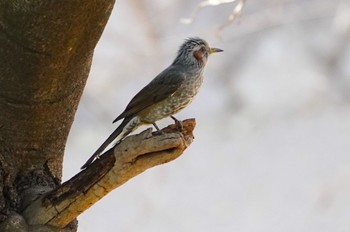 2023年3月11日(土) 茶臼山の野鳥観察記録