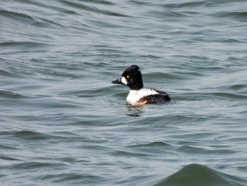 Common Goldeneye 安来市 Sat, 3/11/2023