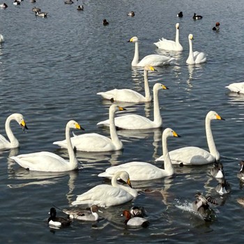 オオハクチョウ あぶくま親水公園 2023年3月11日(土)