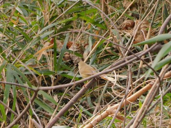 2023年3月10日(金) 東松山市の野鳥観察記録