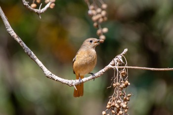 Daurian Redstart 加木屋緑地 Sat, 3/11/2023