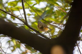 Red-flanked Bluetail 加木屋緑地 Sat, 3/11/2023