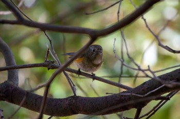 Red-flanked Bluetail 加木屋緑地 Sat, 3/11/2023