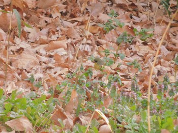 2023年3月11日(土) 東松山市の野鳥観察記録