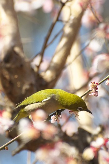 Warbling White-eye Osaka Tsurumi Ryokuchi Sat, 3/11/2023