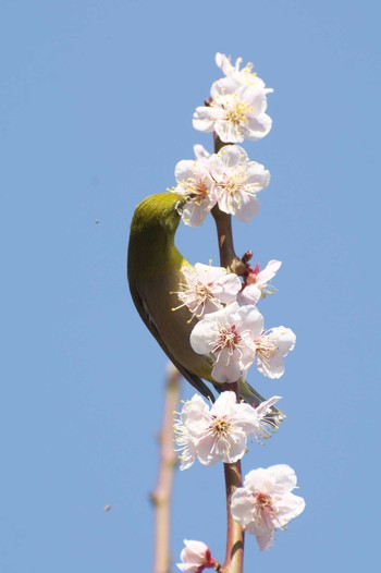 Warbling White-eye Osaka Tsurumi Ryokuchi Sat, 3/11/2023