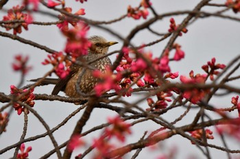 2023年3月5日(日) 伊佐沼の野鳥観察記録