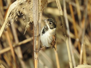 Sat, 3/11/2023 Birding report at 三重県桑名市