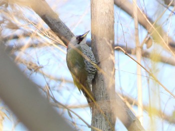 Japanese Green Woodpecker Akigase Park Sat, 2/18/2023