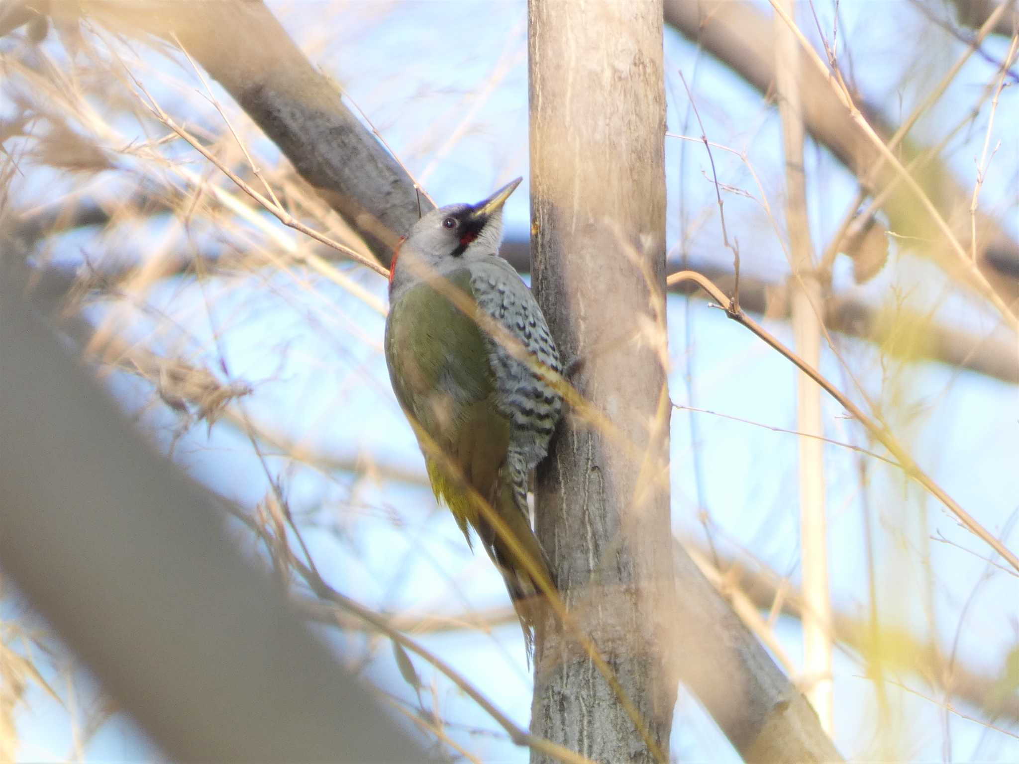 Photo of Japanese Green Woodpecker at Akigase Park by このはずく