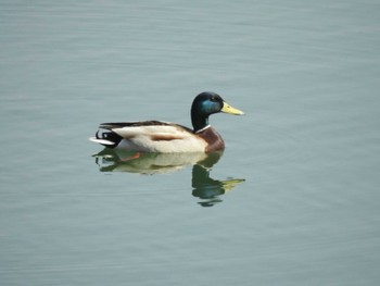 マガモ 三重県桑名市 2023年3月11日(土)