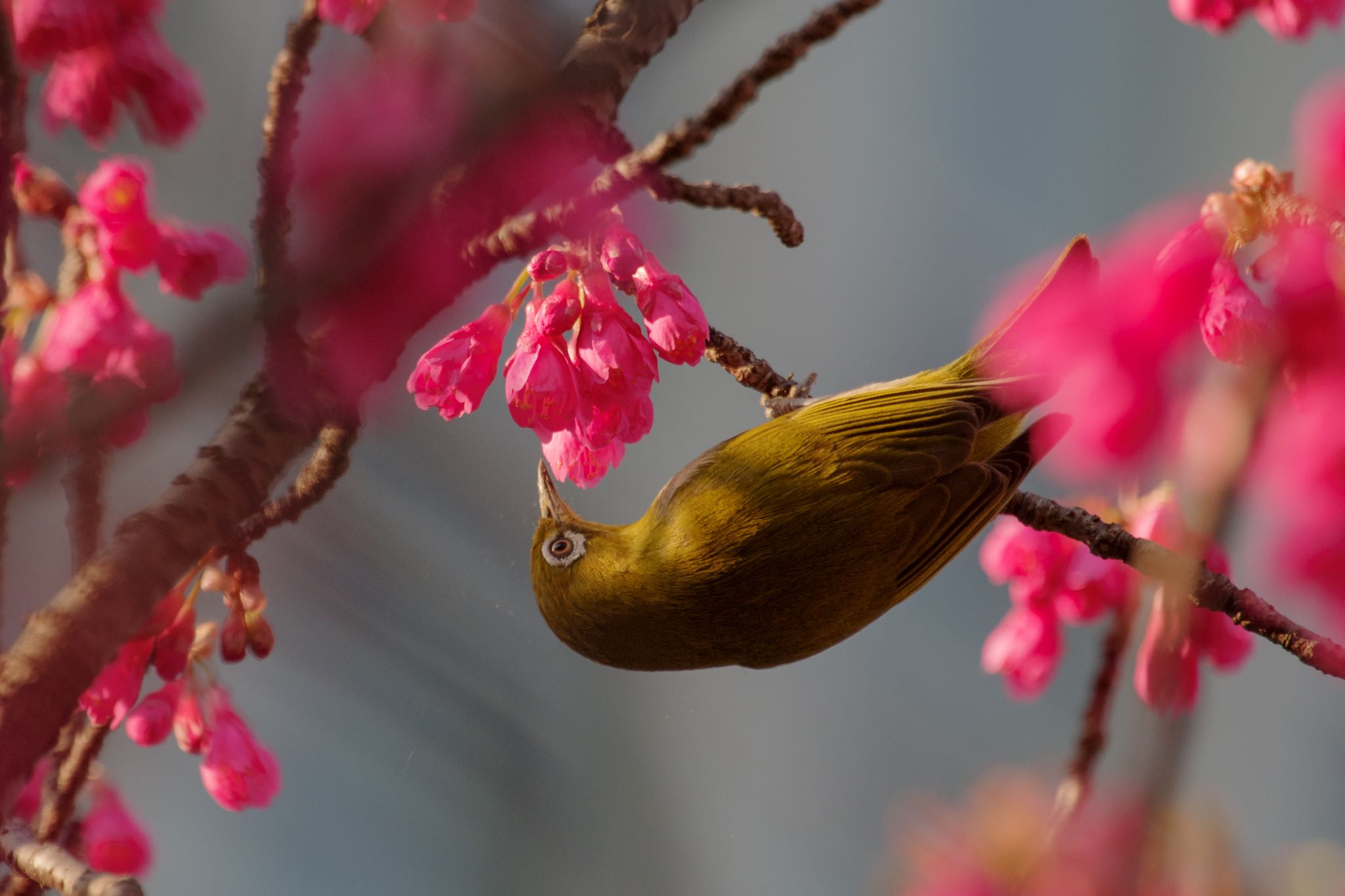 カンザクラの花粉がほとばしる。 by Marco Birds