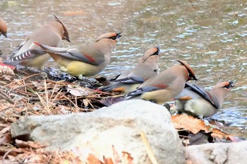 Japanese Waxwing 大室公園 Sat, 3/11/2023