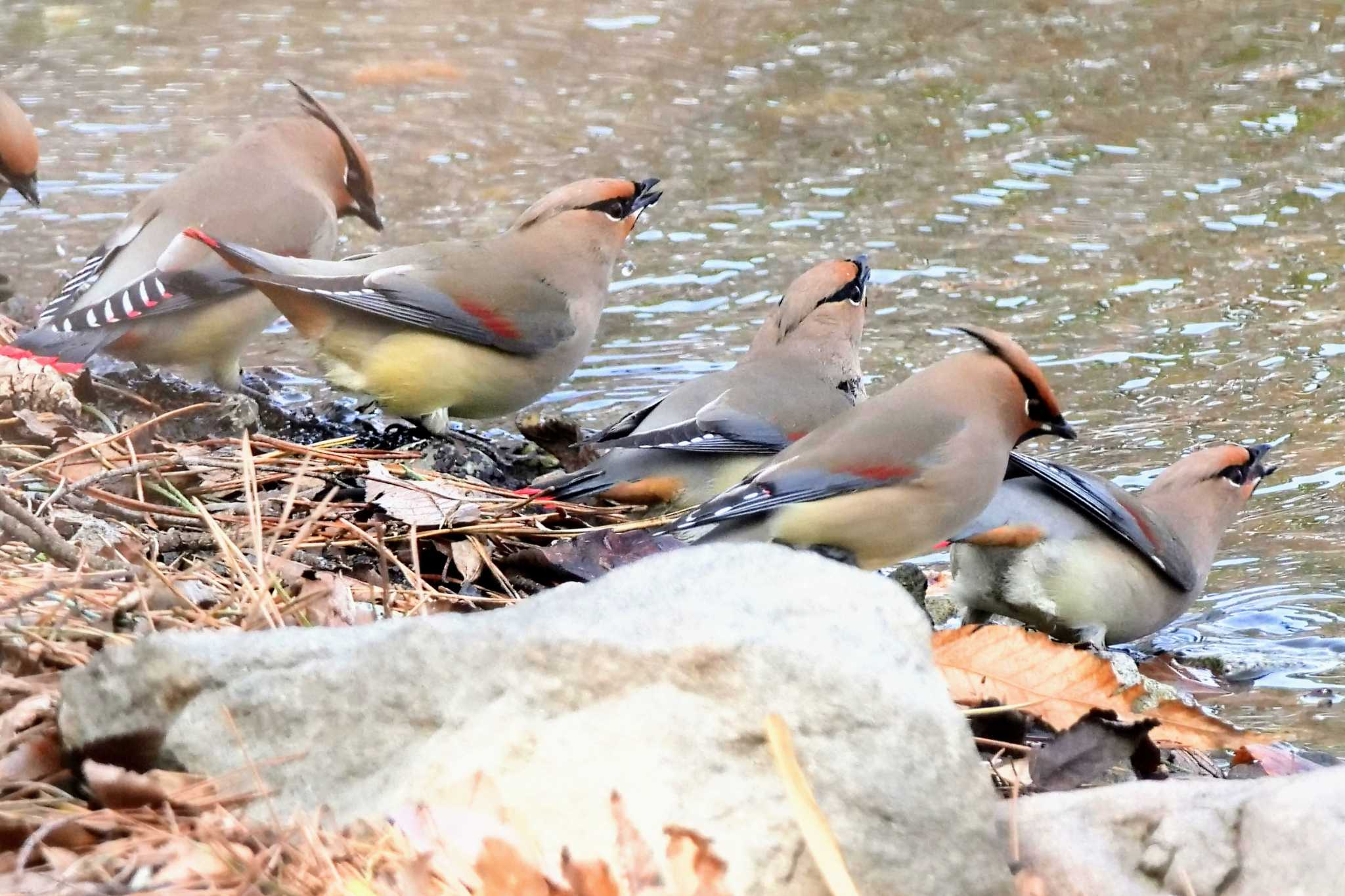 Photo of Japanese Waxwing at 大室公園 by でみちん