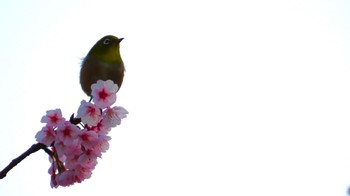 Warbling White-eye Machida Yakushiike Park Sat, 3/11/2023