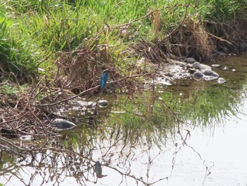 2023年3月11日(土) 群馬県 早川の野鳥観察記録