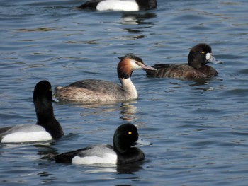 2023年3月11日(土) 谷津干潟の野鳥観察記録