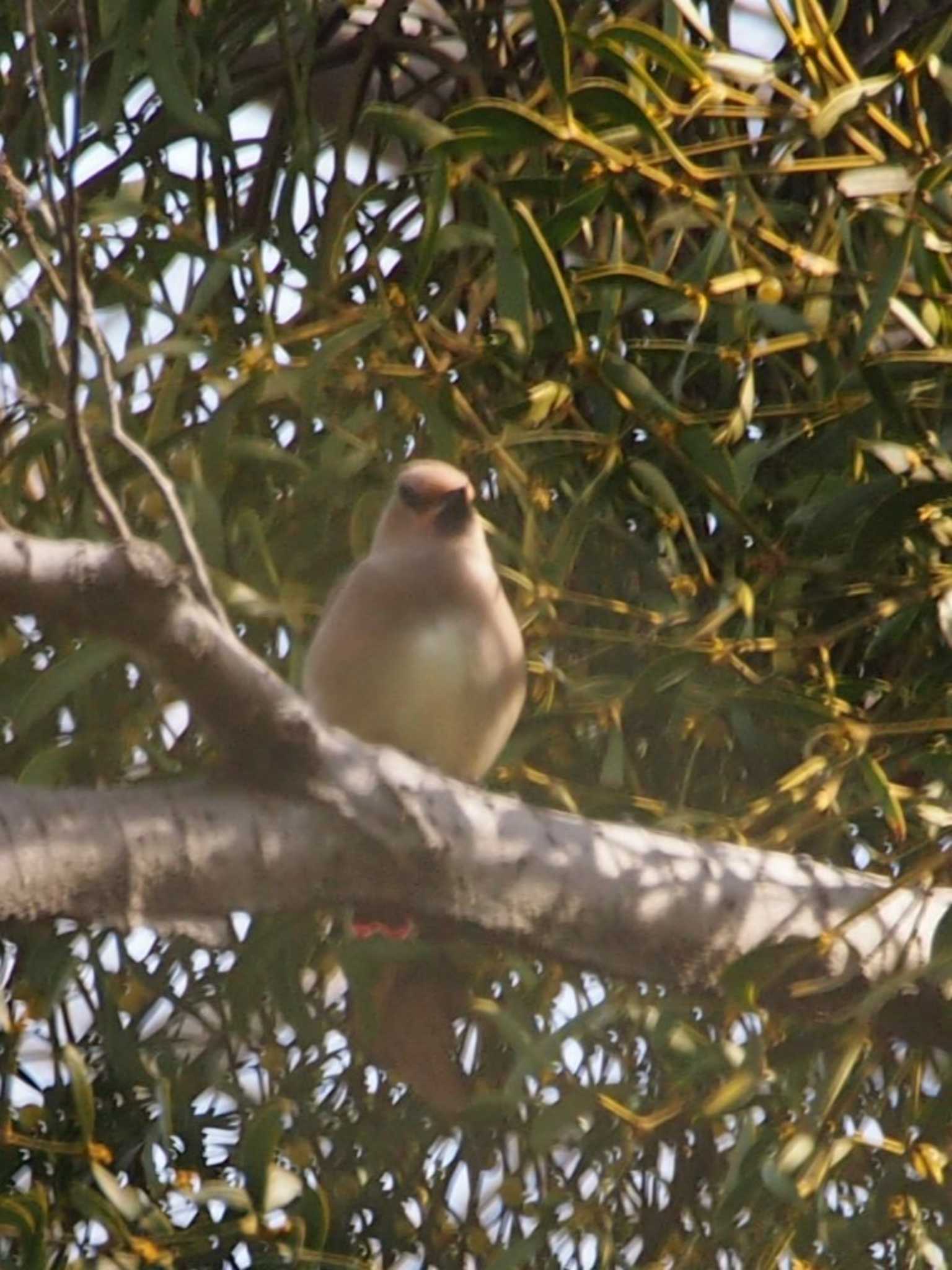 Photo of Japanese Waxwing at 富岡総合公園(横浜市) by 塩昆布長