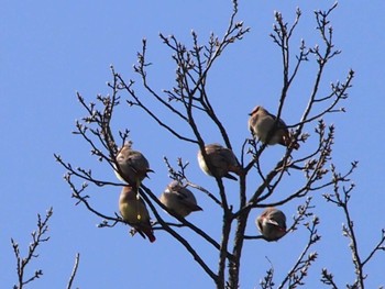 Japanese Waxwing 富岡総合公園(横浜市) Sat, 3/11/2023