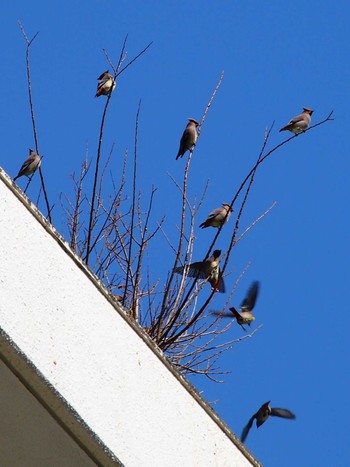 2023年3月11日(土) 富岡総合公園(横浜市)の野鳥観察記録