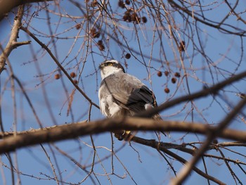 オオタカ 秋ヶ瀬公園 2023年3月11日(土)