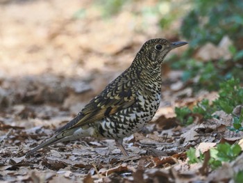 トラツグミ 秋ヶ瀬公園(ピクニックの森) 2023年3月11日(土)