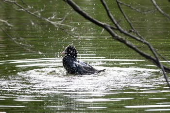 オオバン 見沼自然公園 2018年5月6日(日)