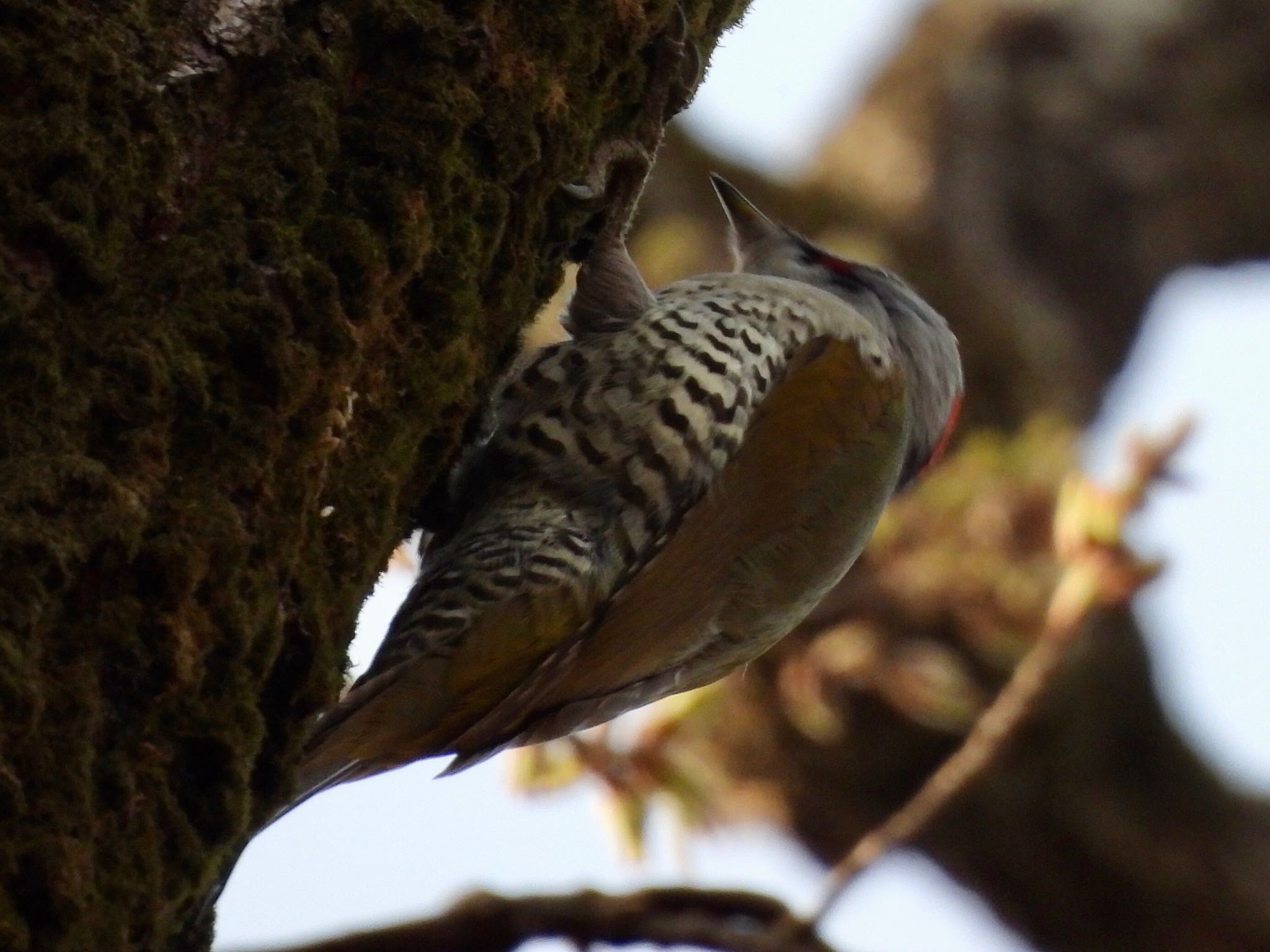 Japanese Green Woodpecker