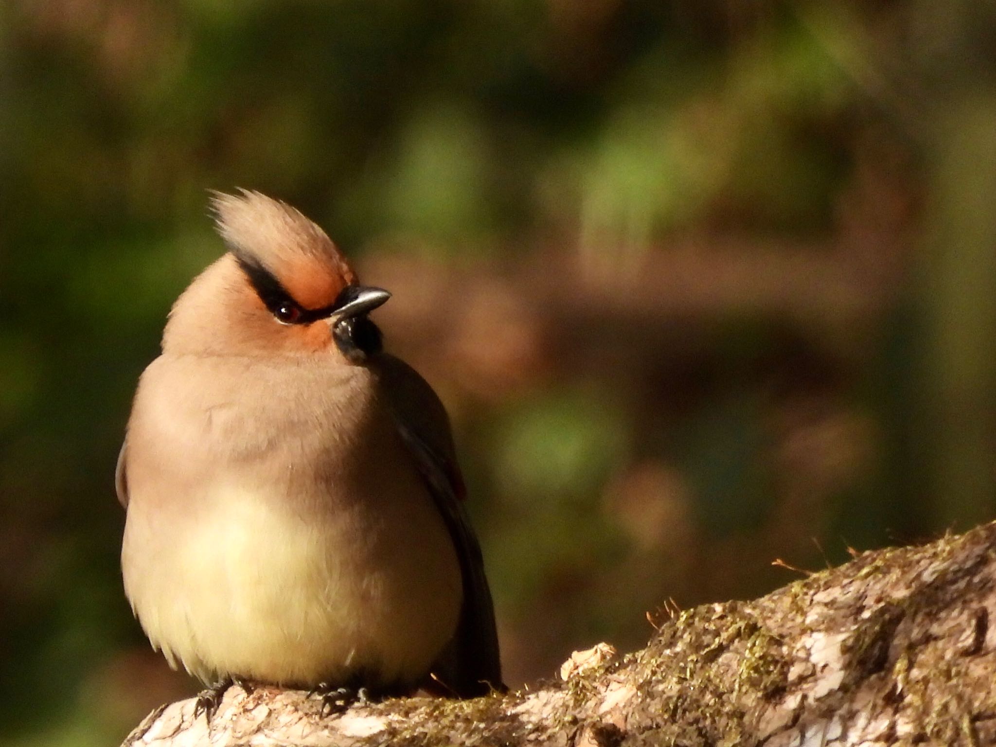 Japanese Waxwing