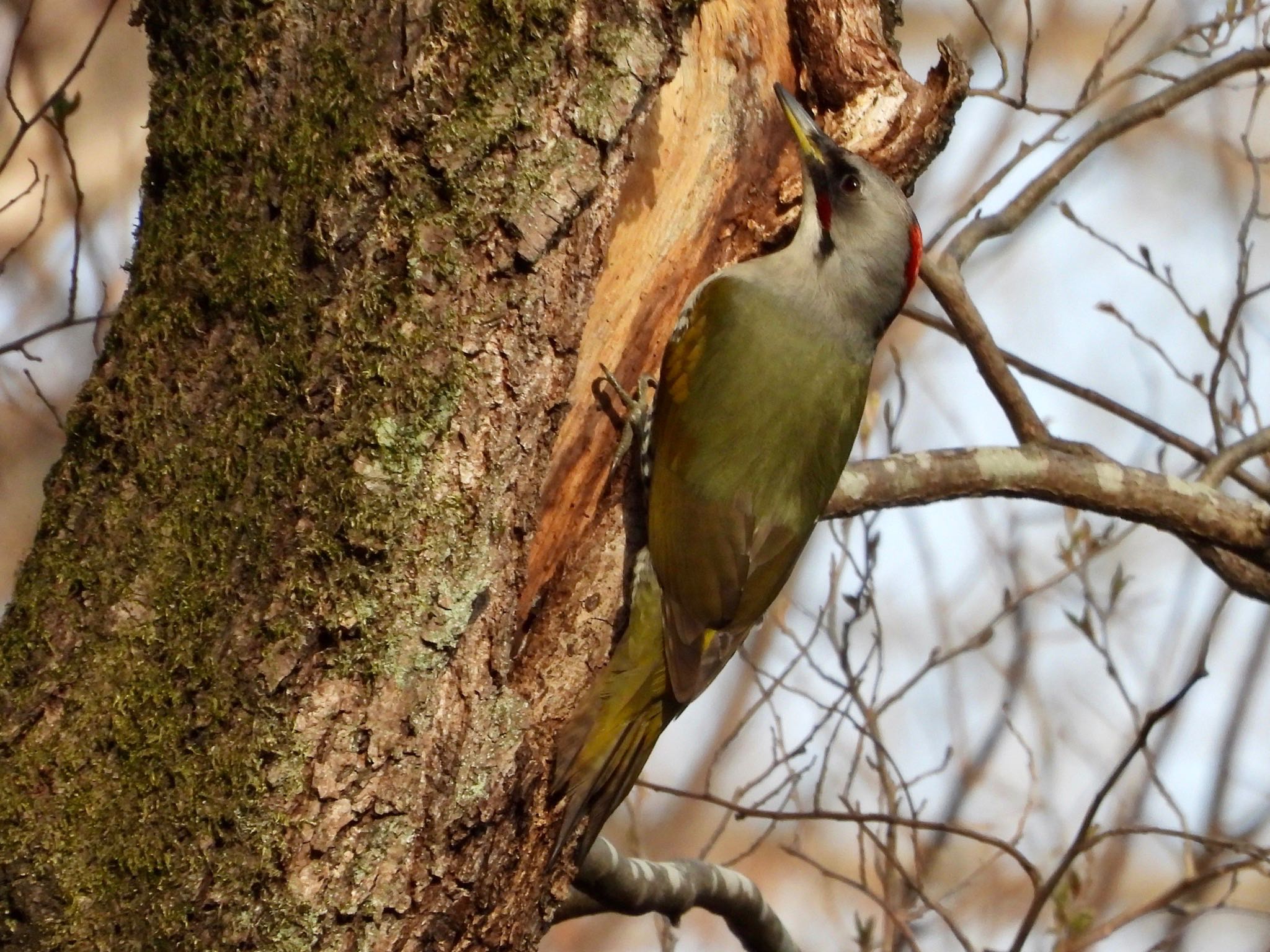 Photo of Japanese Green Woodpecker at Akigase Park by くー