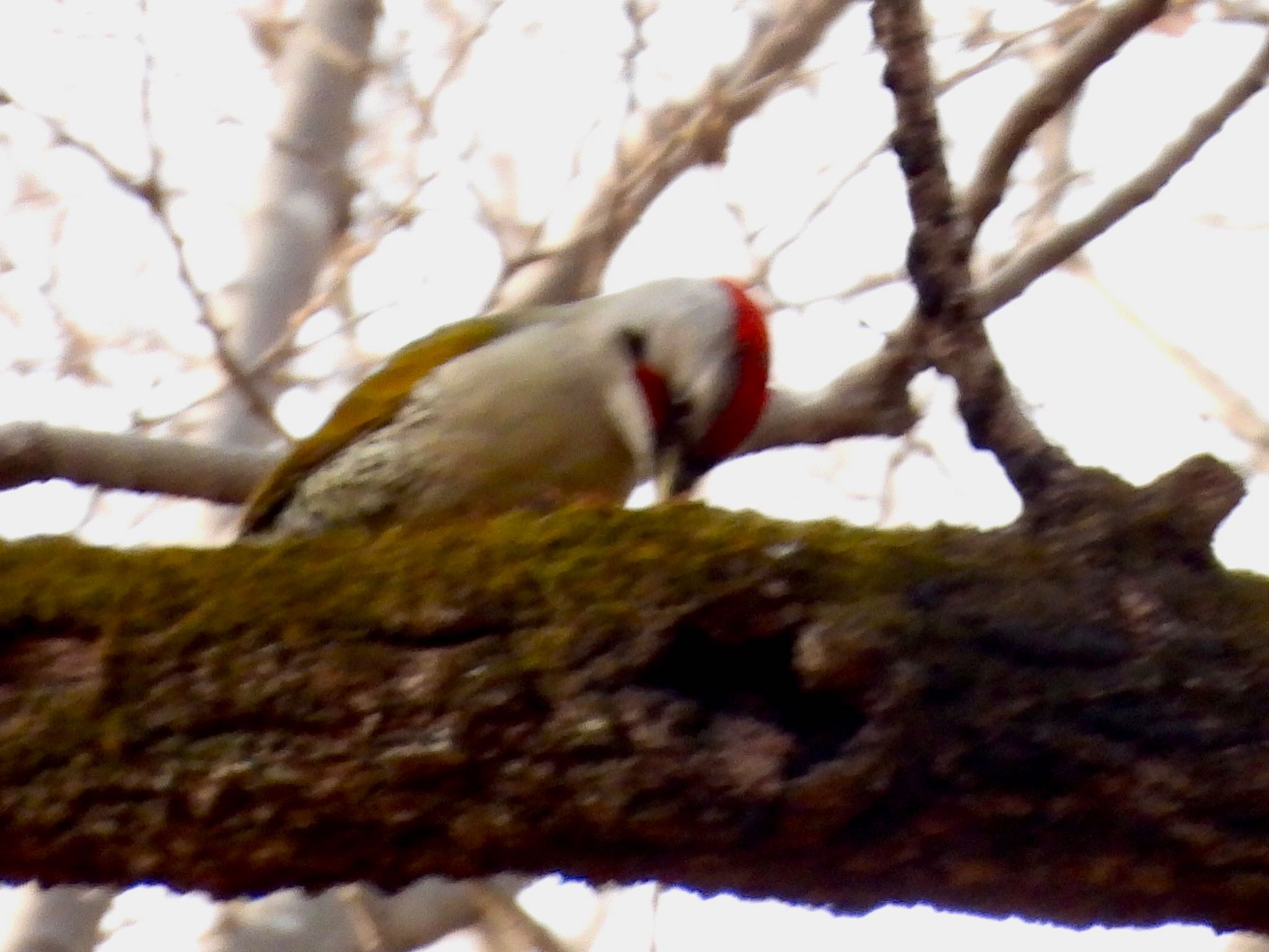 Japanese Green Woodpecker