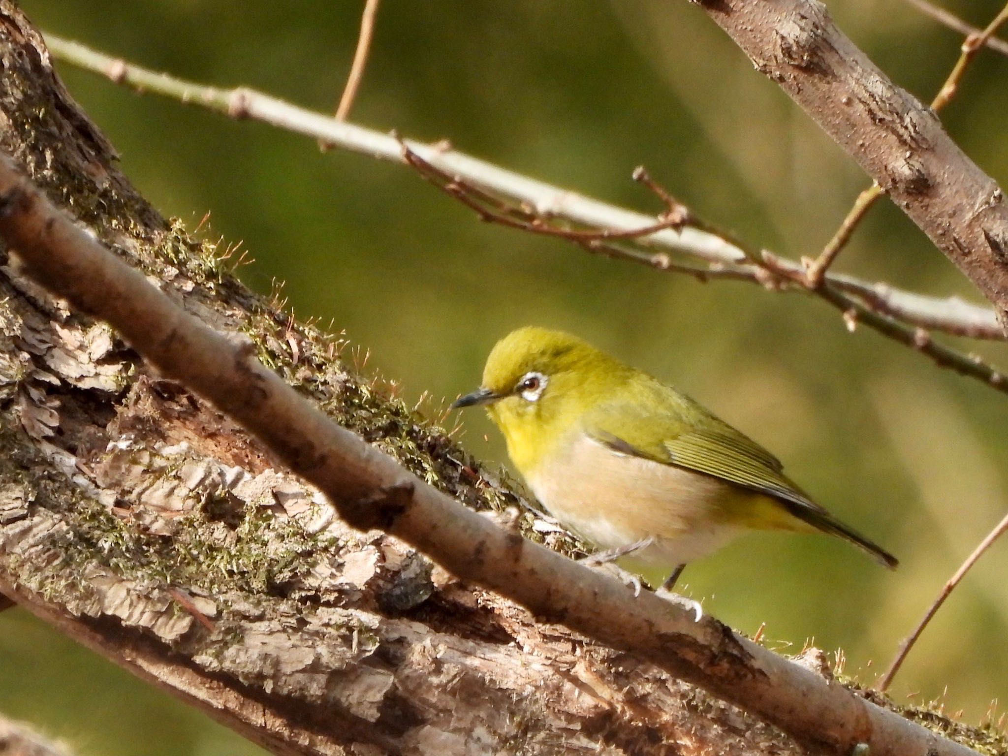 Photo of Warbling White-eye at Akigase Park by くー