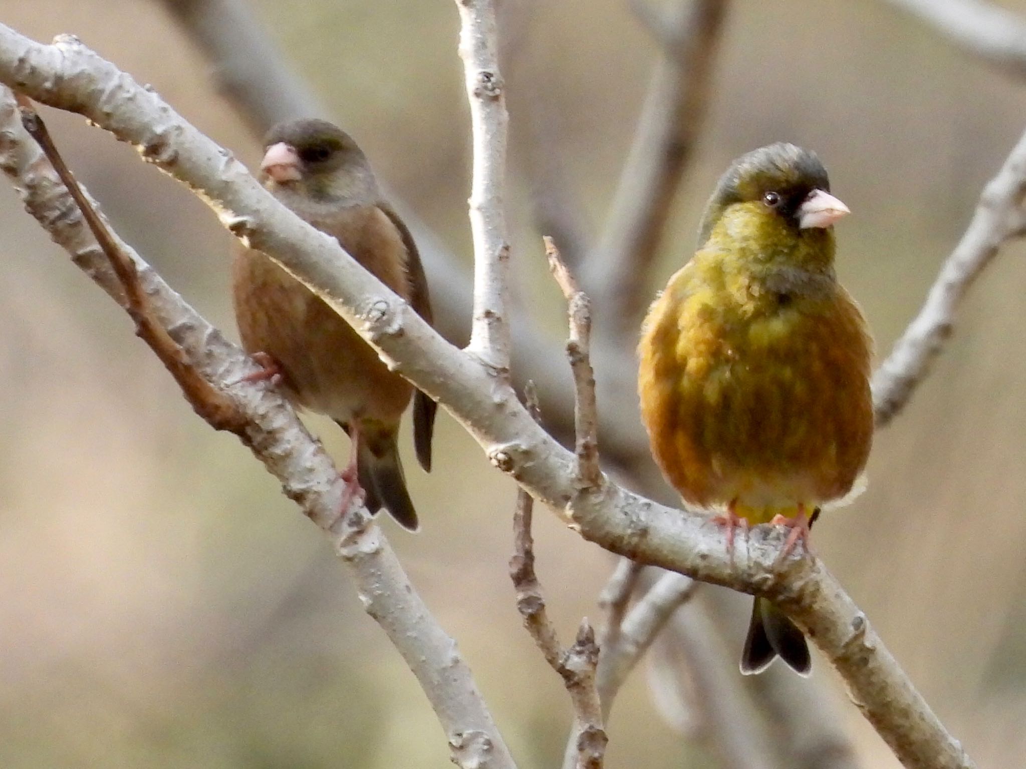 Grey-capped Greenfinch