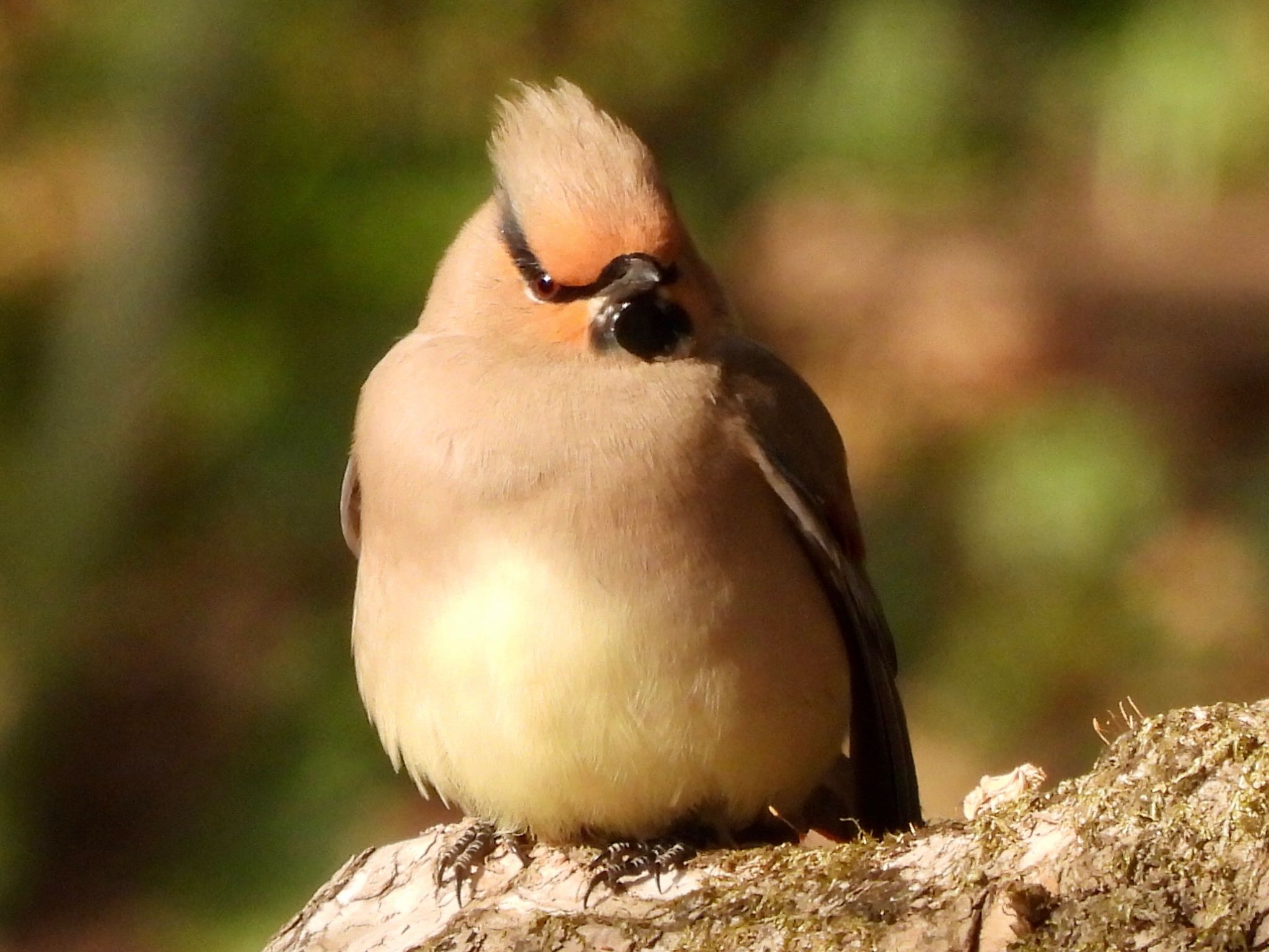 Japanese Waxwing